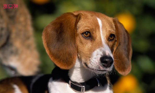 世界十大嗅觉猎犬排名 嗅觉最好的猎犬品种