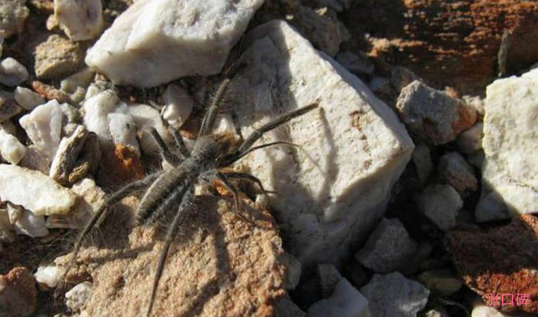 世界最大的蜘蛛排名 巨型猎人蜘蛛仅排第二