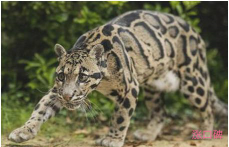 世界上最小的豹，云豹体重最大仅有40千克