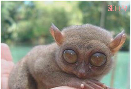 世界上眼睛最大的猴子，眼镜猴的眼睛直径超过1厘米